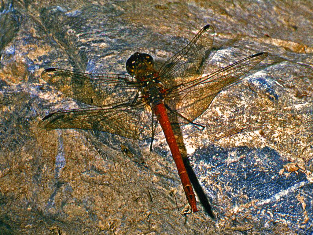 Una libellula tutta rossa